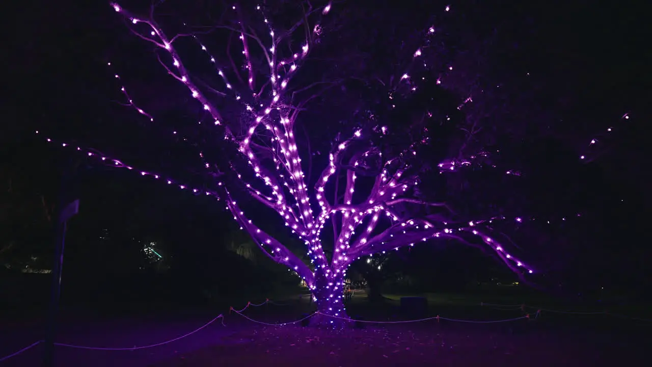 Glowing Light Installation on a Tree in Sydney Botanic Gardens during Vivid in Slow Motion Tracking Shot