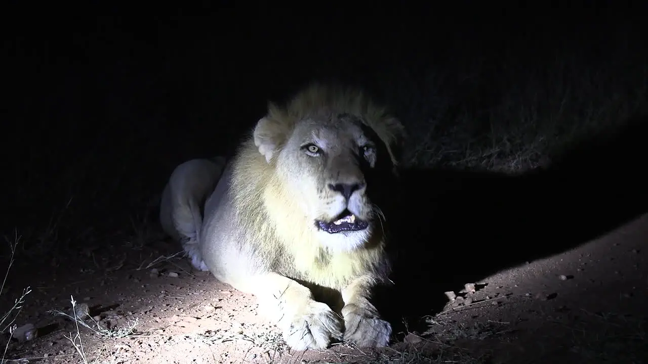 Close-Up of a Lion's Roar at Night in African Wilderness