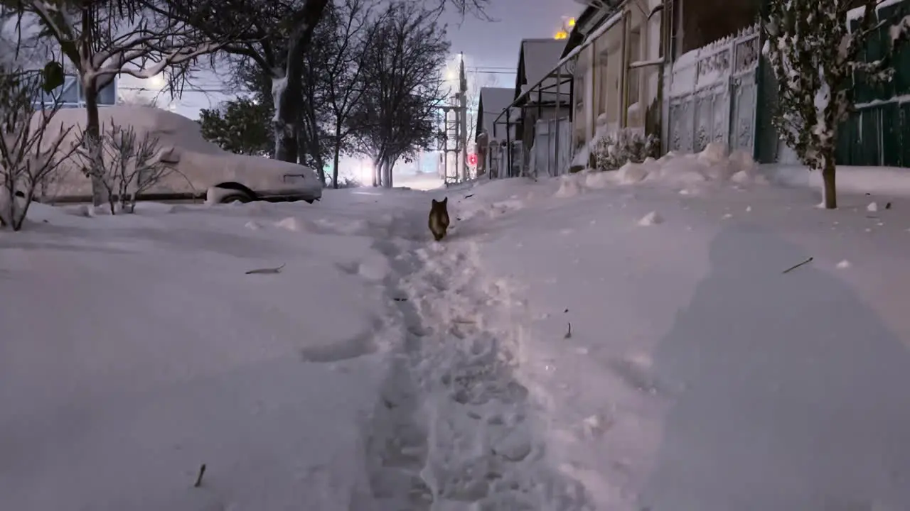 Winter Wander Red Dog Roaming Through Snowy Night