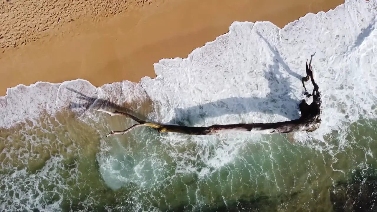 Fallen old tree in the water