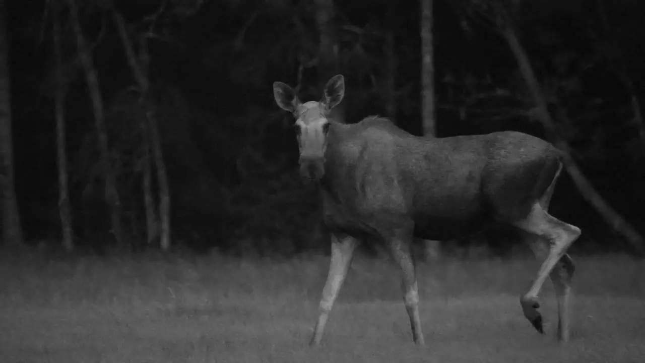 Female moose walking at night turning to look at camera Slow Motion