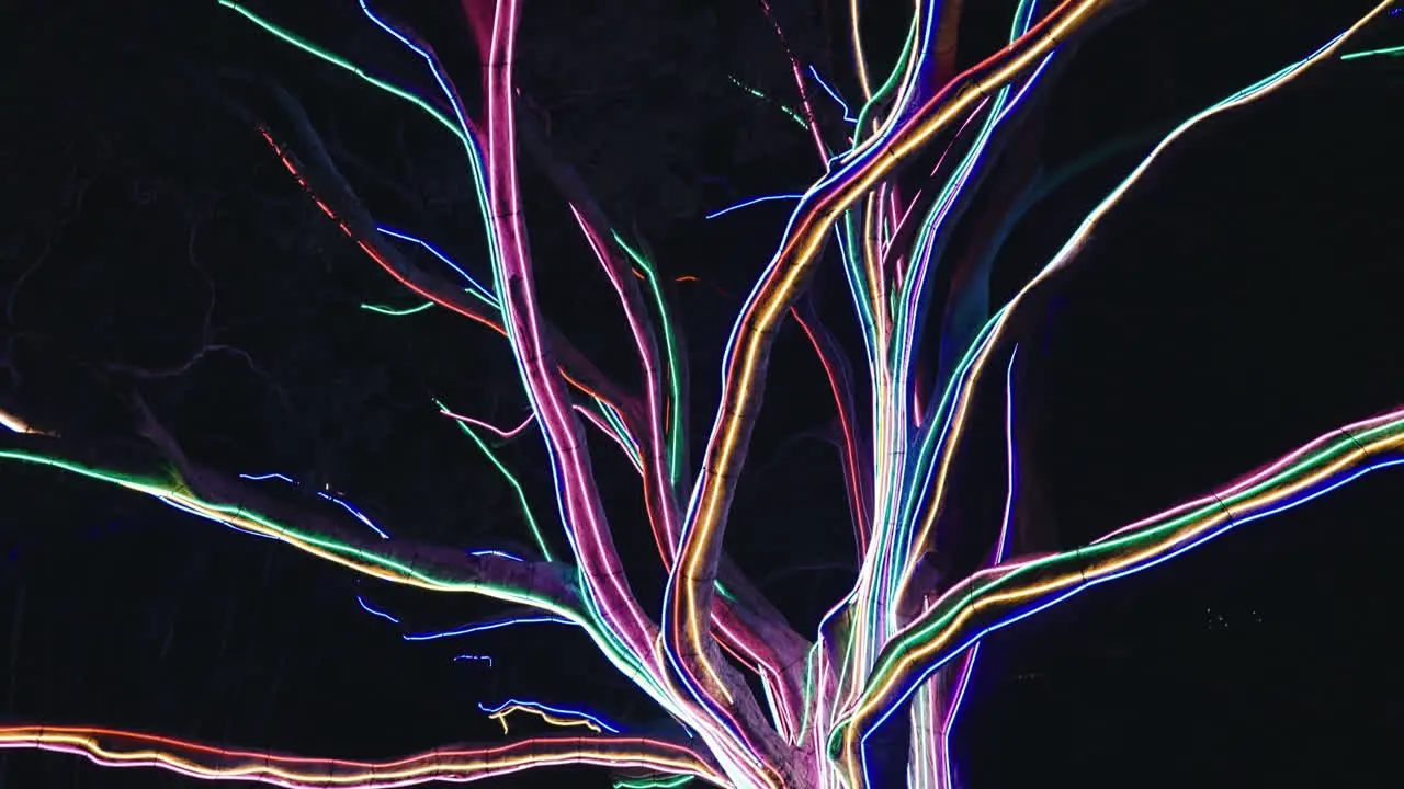 Incredible Colorful Neon Light Display on a Large Tree in Sydney Botanic Garden during Vivid in Slow Motion