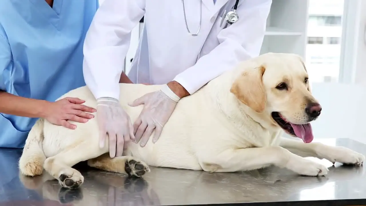 Dos Veterinarios Revisando Un Labrador Amarillo