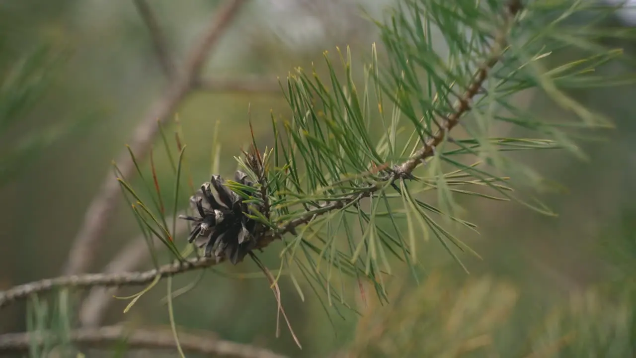 Close Up Of A Pine Tree Branch