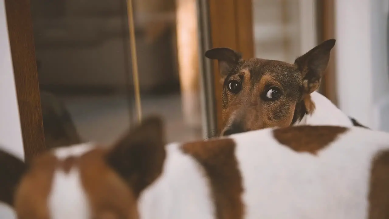 Kamera Konzentriert Sich Genau Auf Zwei Hunde Die Zu Hause Im Wohnzimmer Spazieren Gehen