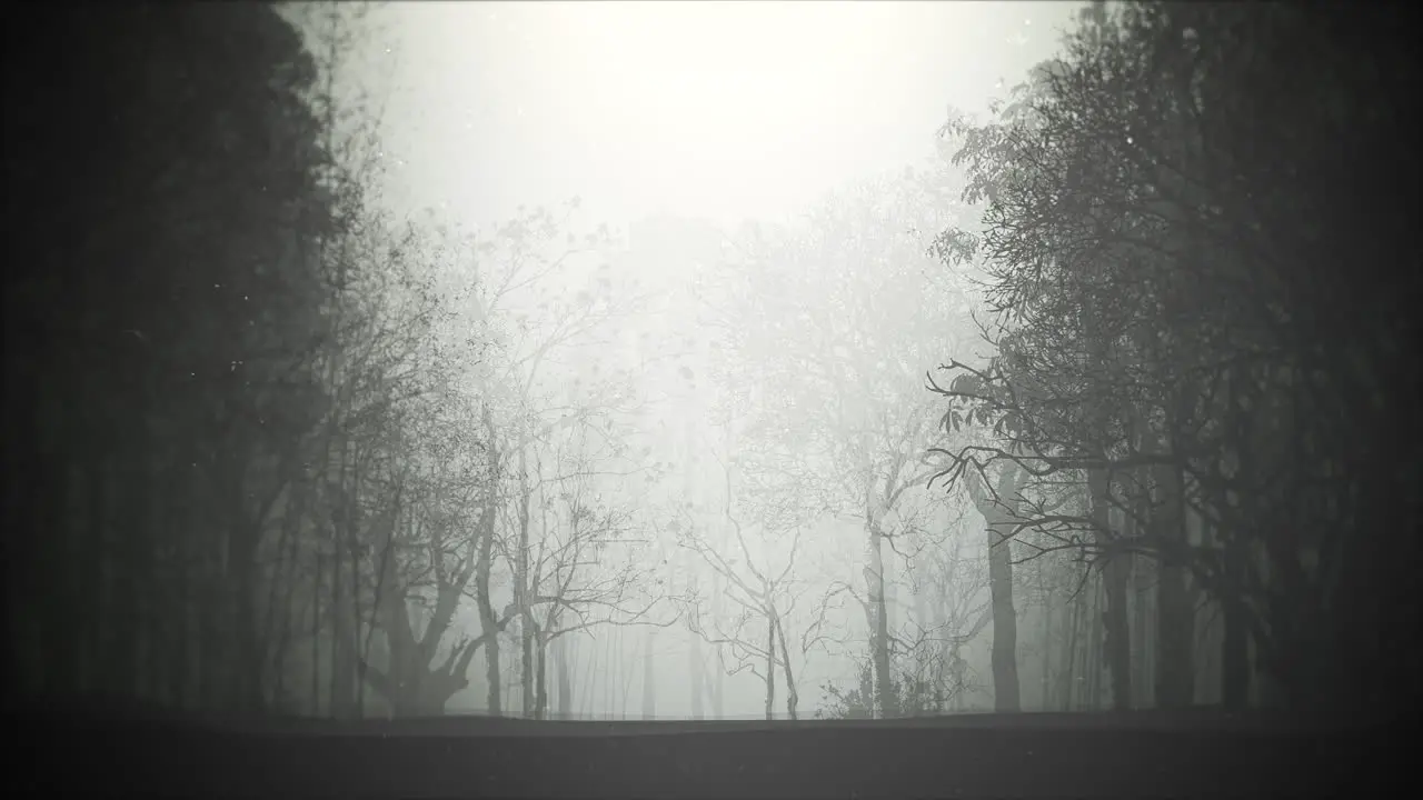 Mystical halloween background with dark forest and fog