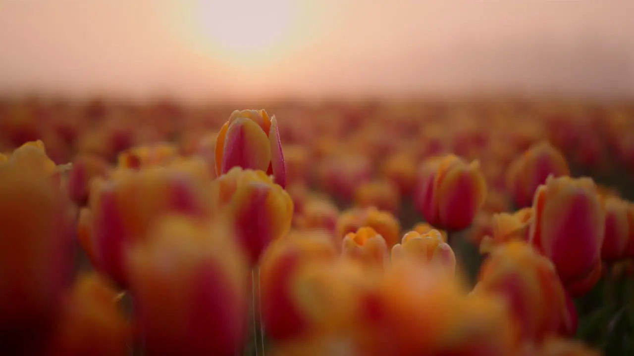 Beautiful pink tulip field in morning fog Sunrise in amazing flower garden