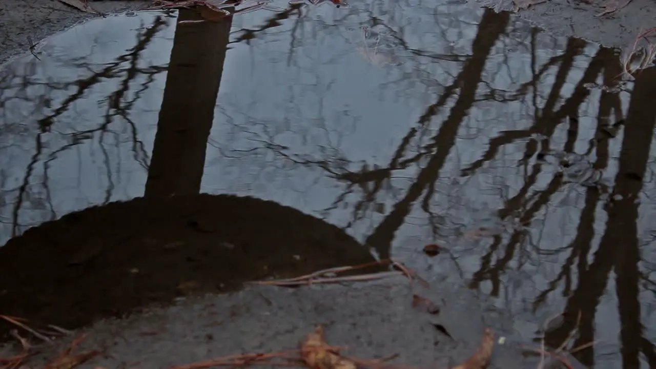 Bleak Abandoned Park Tire Swing (Reflection)