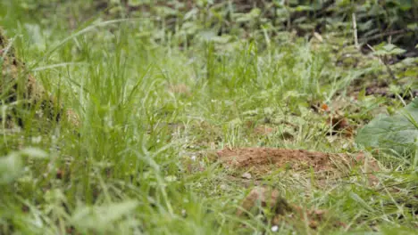 Close Up Of Man On Mountain Bike Cycling Along Grass Trail Through Woodland