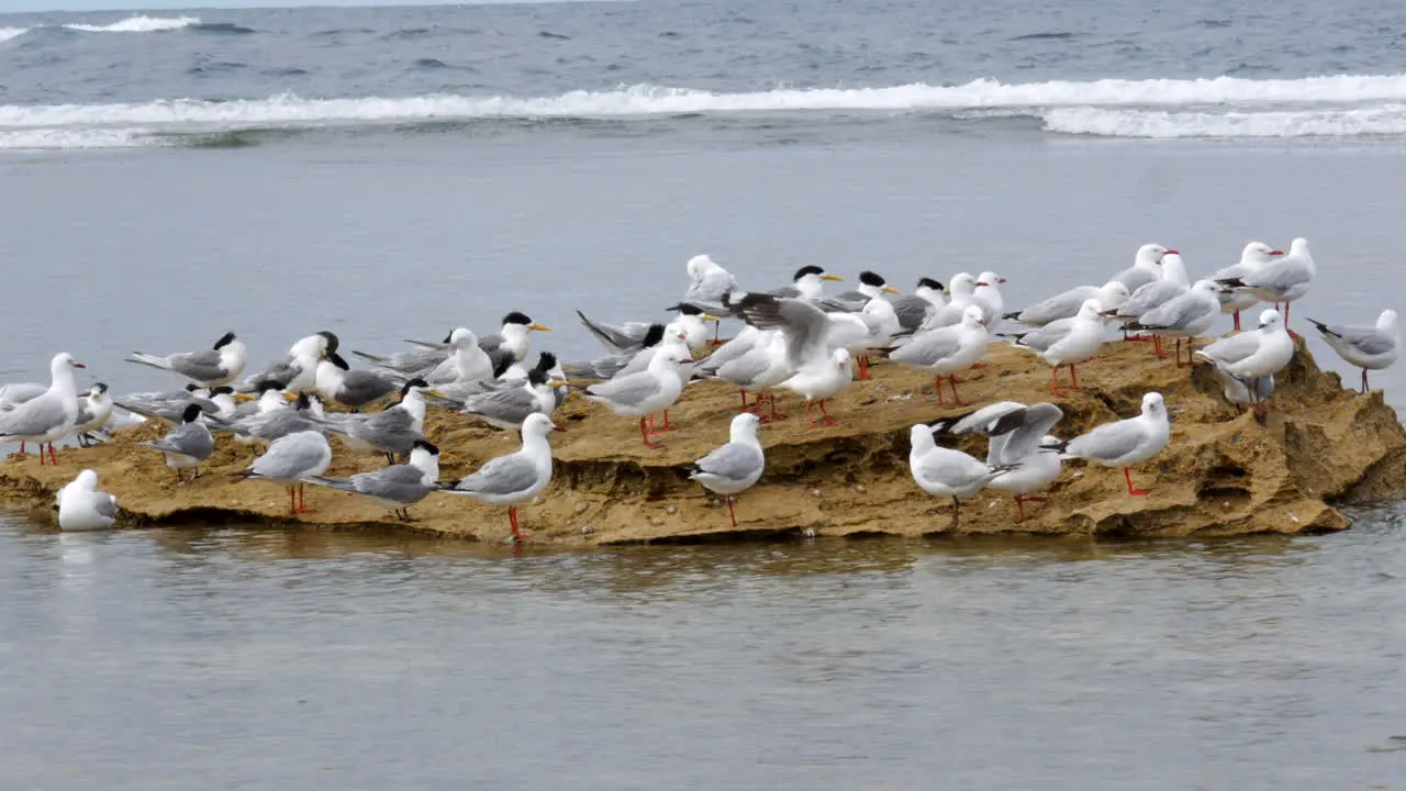 A rock in the ocean full of sea birds including seagulls