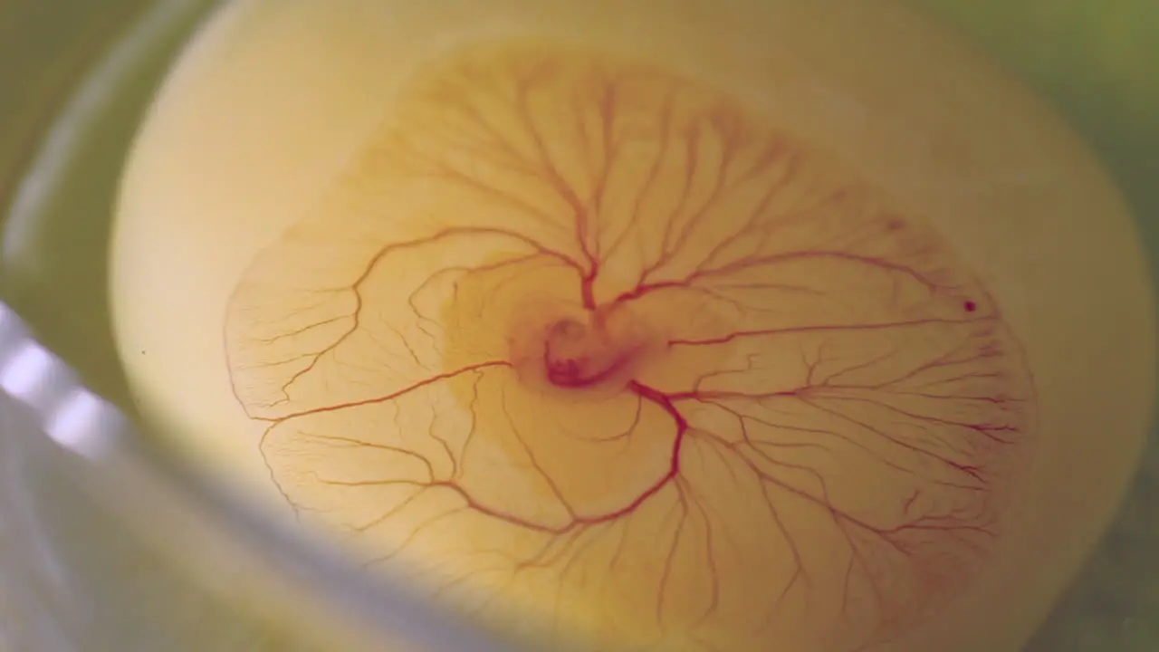 Incubated Chicken Embryo Heart Beating and Vessels in a Egg Macro