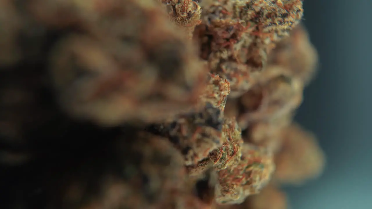 A vertical macro cinematic detailed shot of a cannabis plant orange hybrid strains Indica and sativa green marijuana flower on a rotating stand slow motion 4K video studio lighting