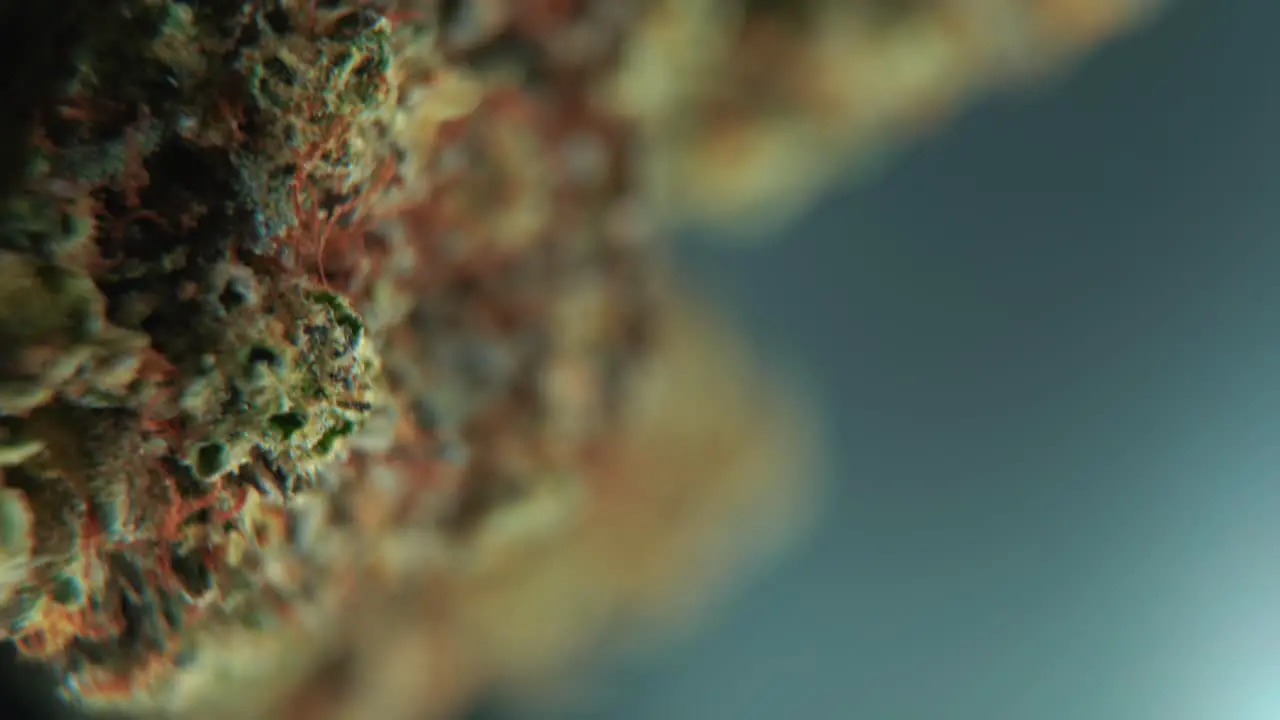 A vertical macro cinematic detailed shot of a cannabis plant orange hybrid strains Indica and sativa  green marijuana flower on a 360 rotating stand slow motion 4K video studio lighting