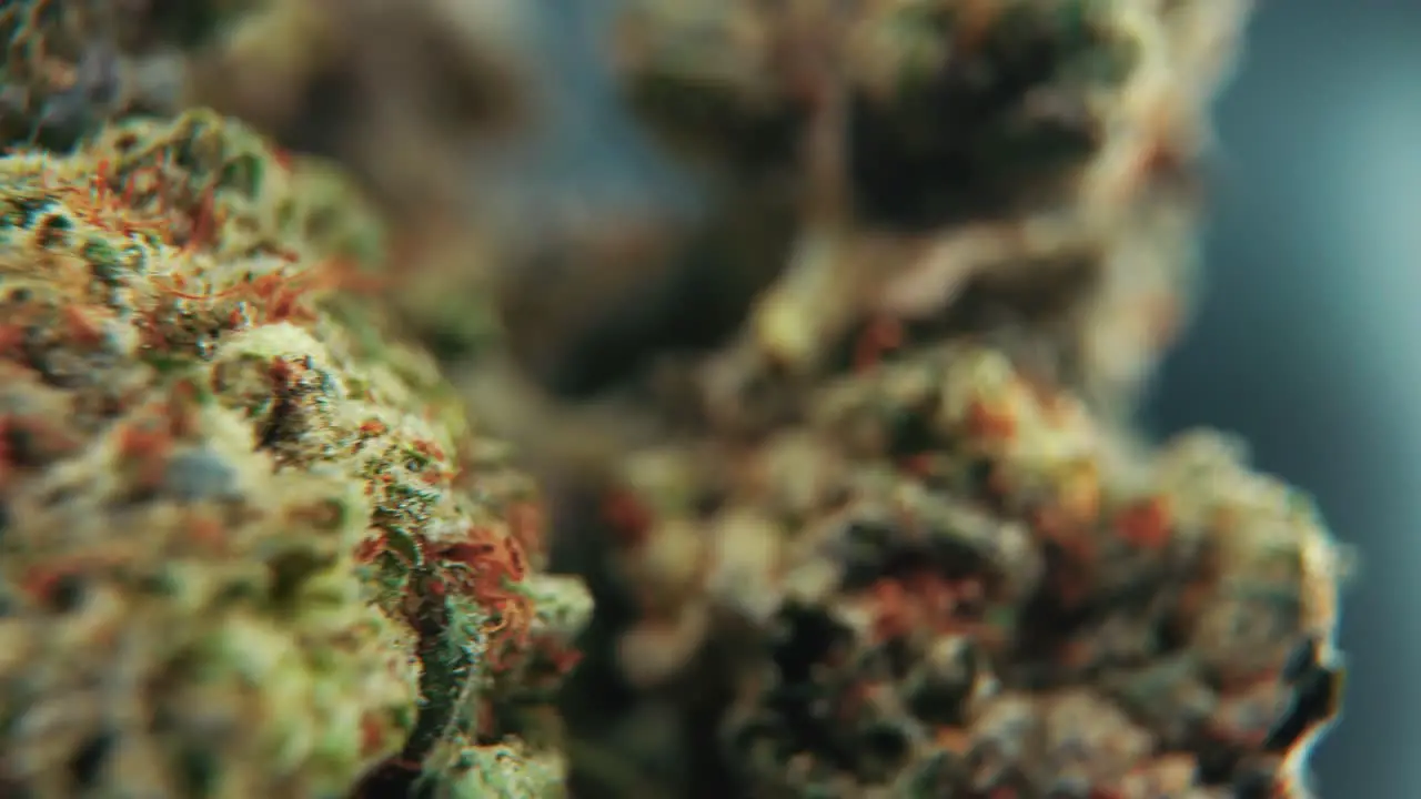 A macro cinematic detailed shot of a cannabis plant orange hybrid strains Indica and sativa green marijuana flower in a Lab on a rotating stand slow motion 4K professional studio lighting