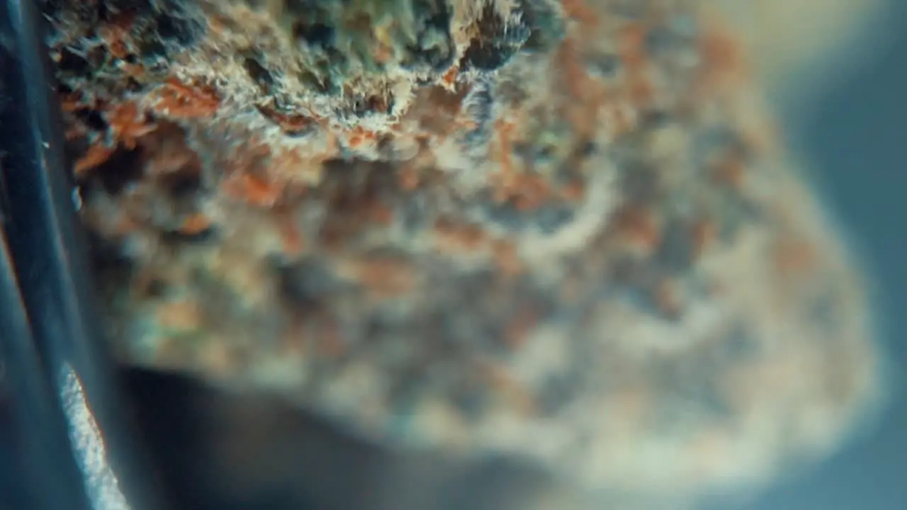 A vertical macro cinematic crispy shot of a cannabis plant hybrid orange strains sativa marijuana flower on a rotating stand Full HD super slow motion 120 fps studio lighting