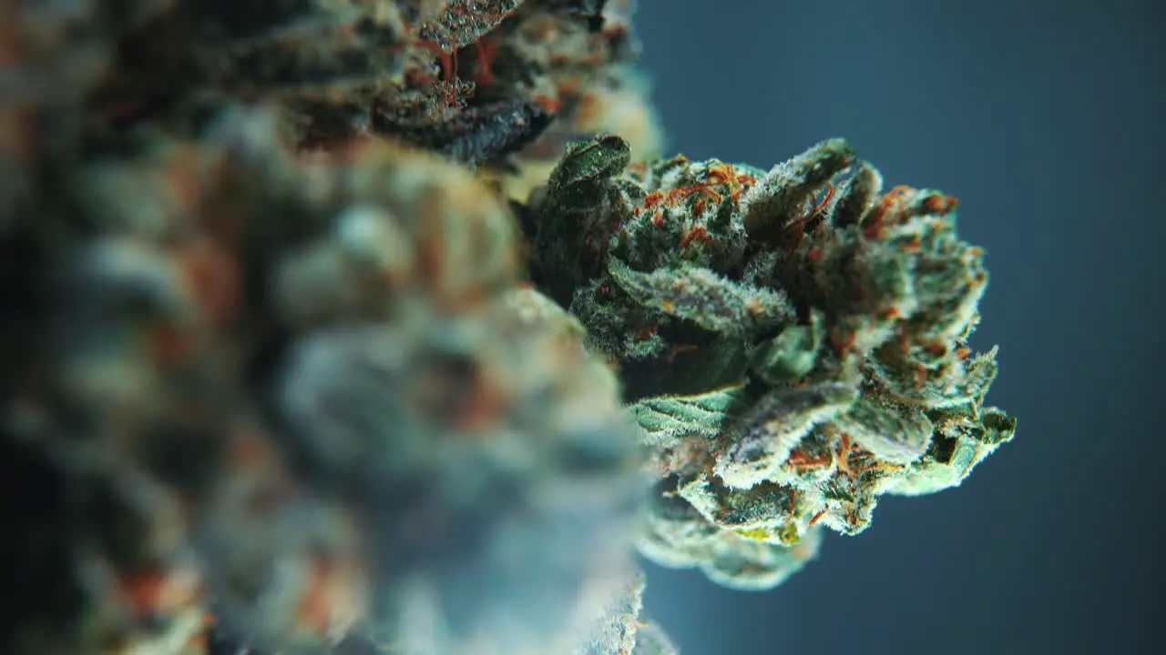 A vertical macro close-up cinematic shot of a cannabis plant hybrid strains Indica and sativa marijuana flower on a 360 rotating stand slow motion 4K