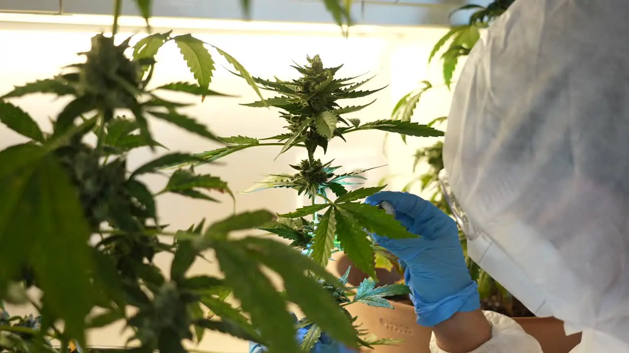 Scientist looking and studying cannabis plant leaves and buds in a laboratory through a microscope lantern