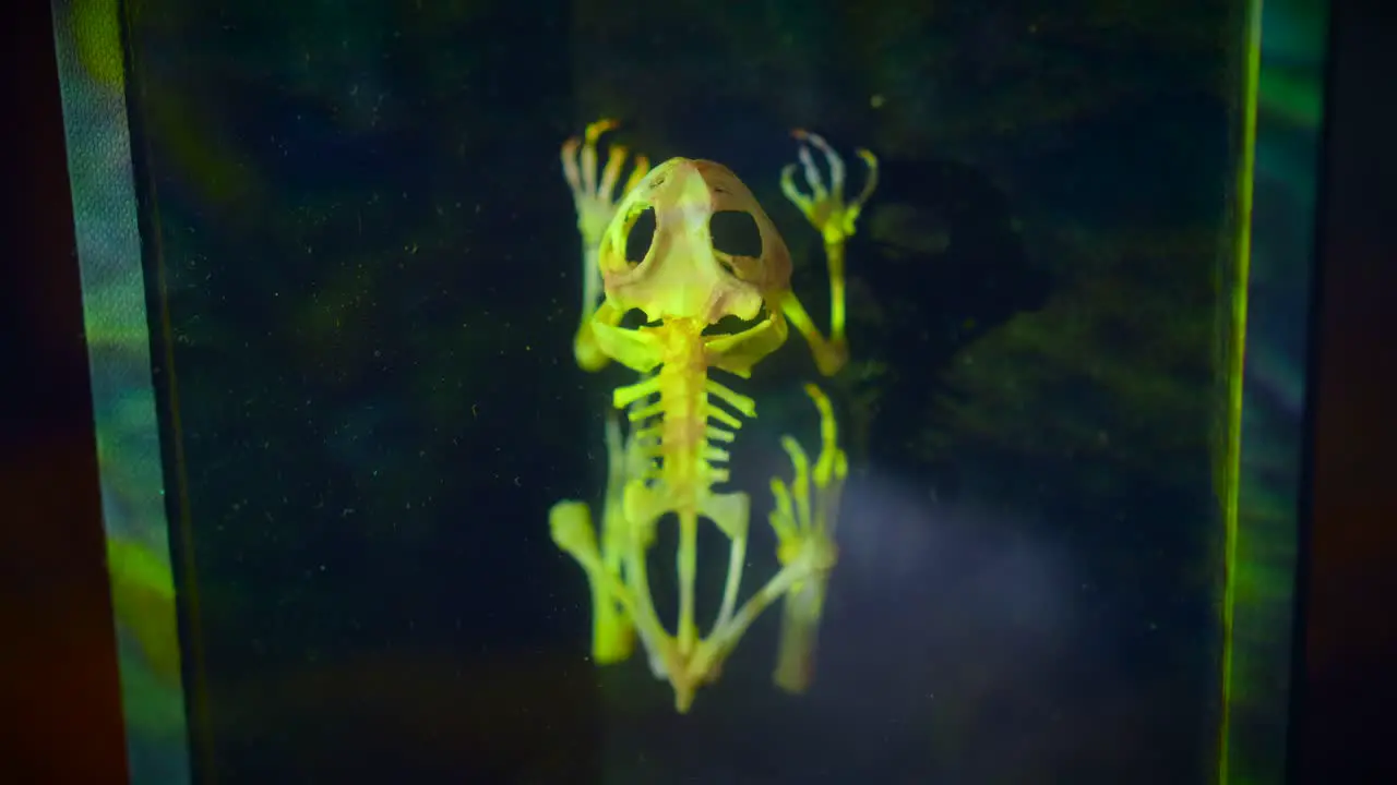 Framed Frog Skeleton With Illuminating Neon Lights