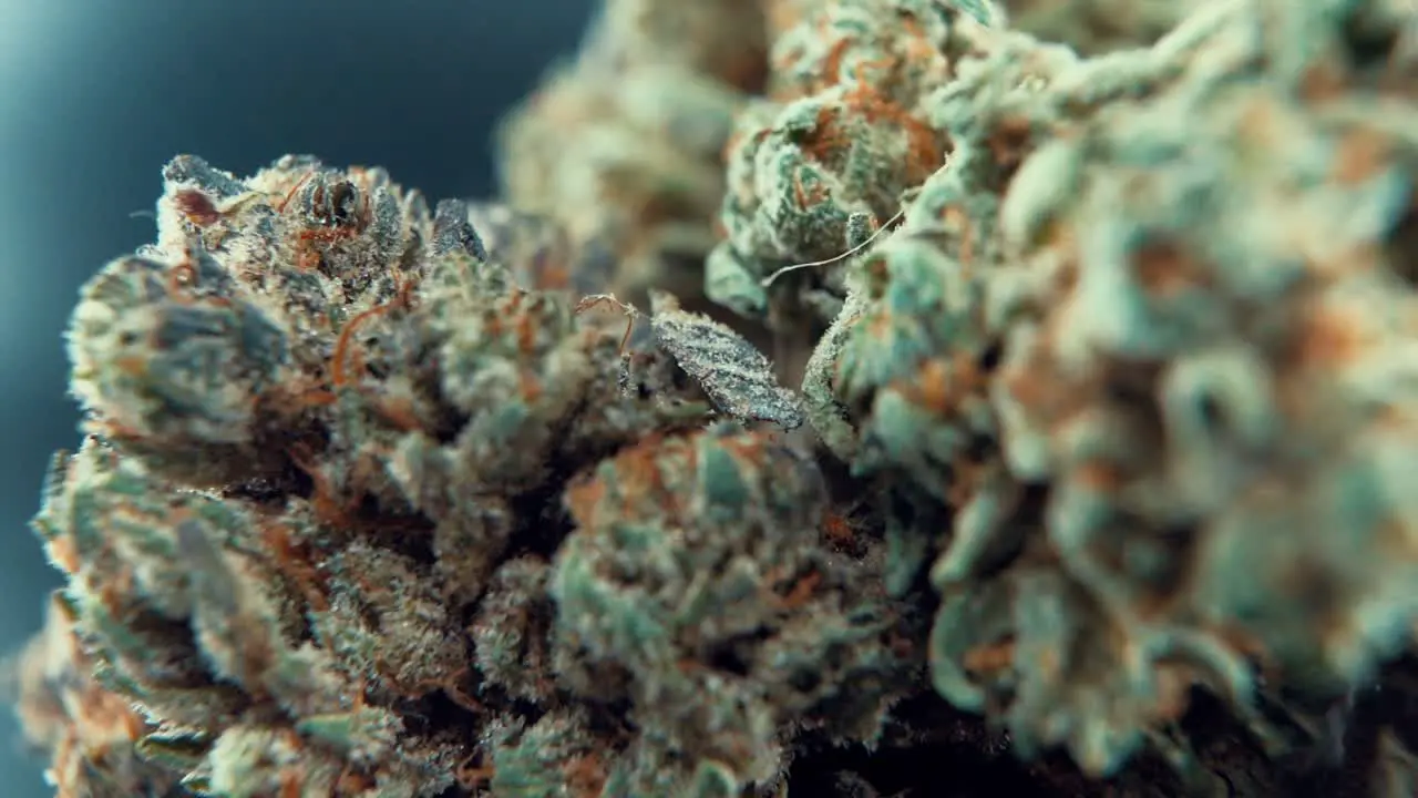 A macro close up tasty shot of a cannabis plant marijuana flower hybrid strains Indica and sativa on a 360 rotating stand in a shiny bowl 120 fps slow motion Full HD studio lighting