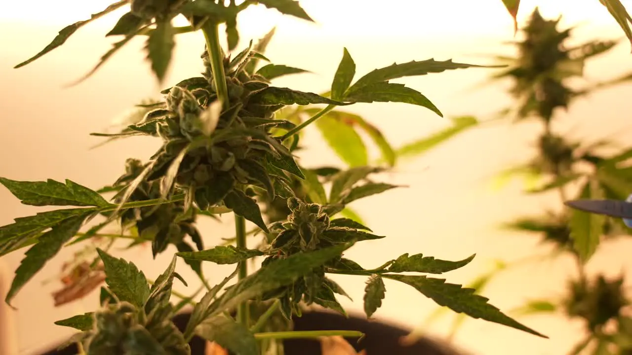 Scientist cutting and manicuring cannabis plant with gloves and scissors in an indoor laboratory