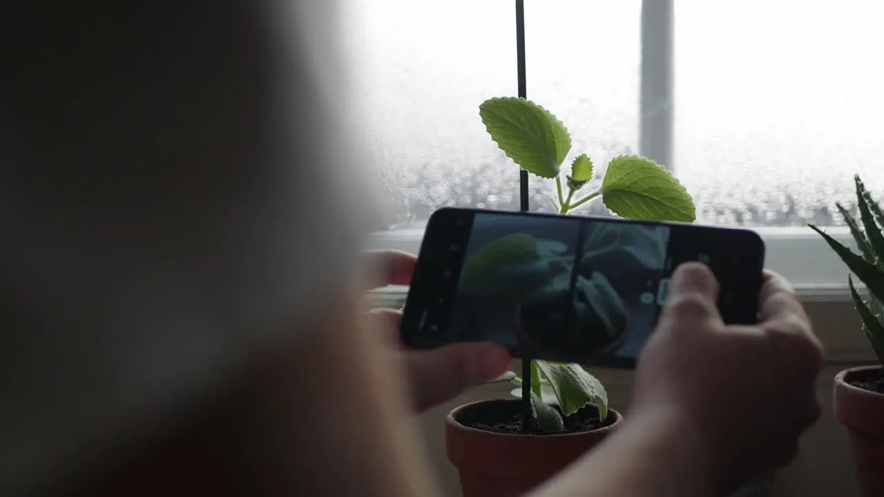 Female hands hold smartphone and take photo of plant at home