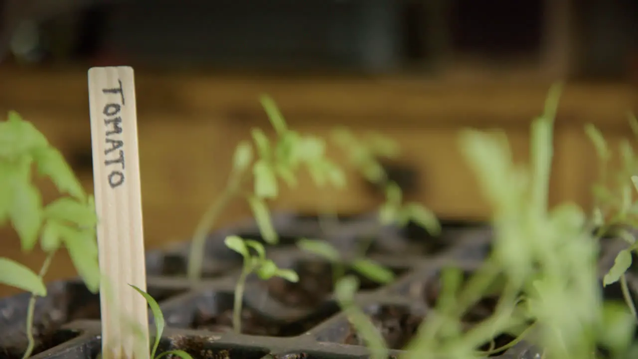 Growing tomatoes at home during lockdown micro greens tracking left