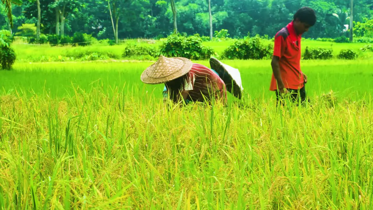 Bangladeshi farmers cutting and collects paddy in the field