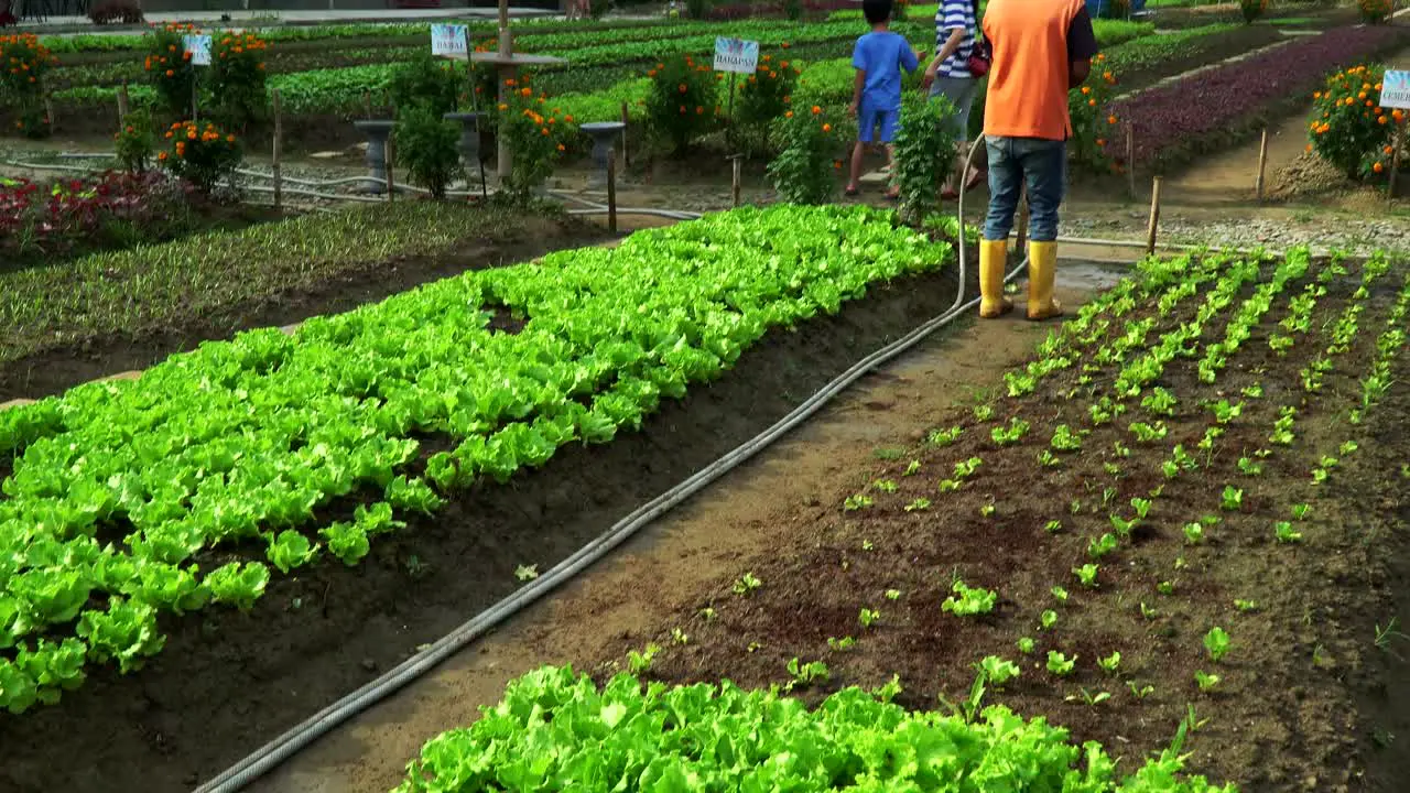 fresh organic lettuce farm area