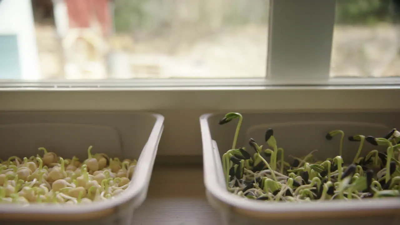 Growing micro greens in trays kale sunflower peas close up tracking right