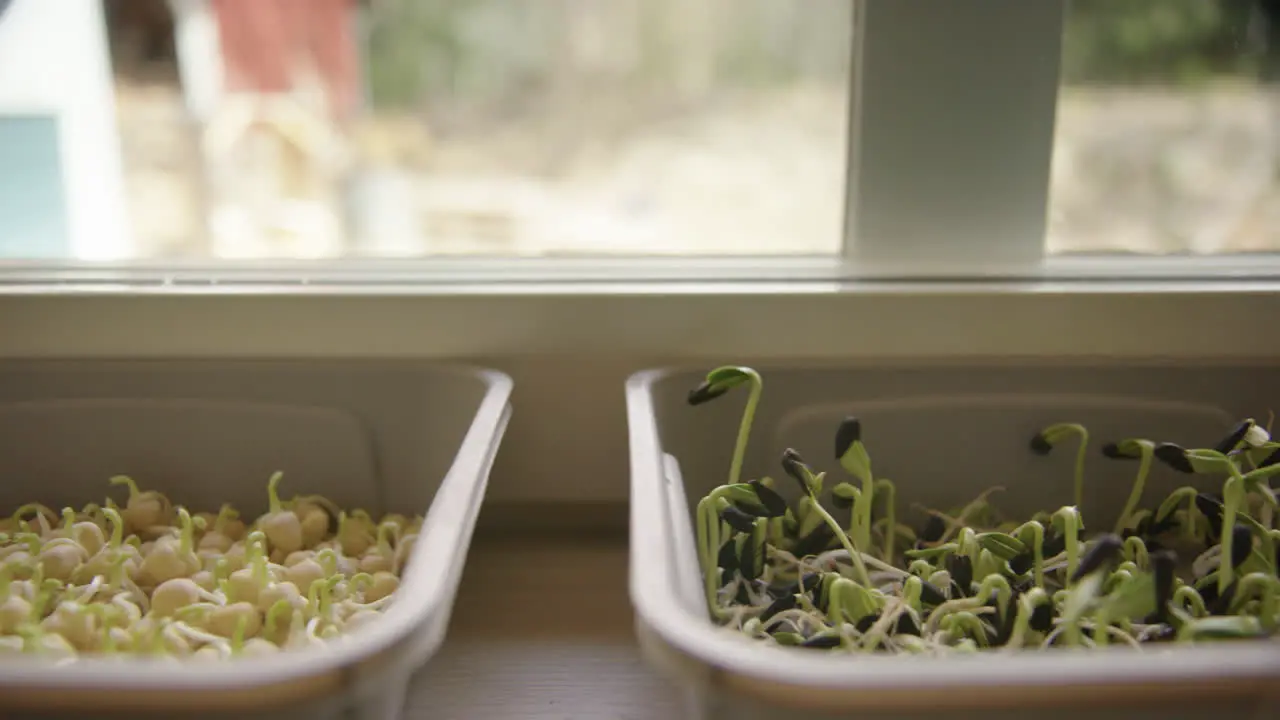 Germinating microgreens in containers kale sunflower peas tracking left