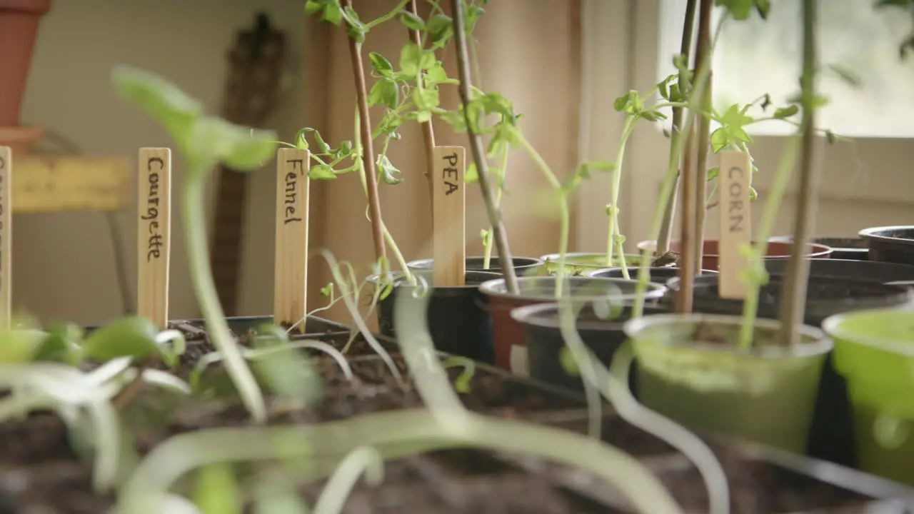 Growing vegetables at home during pandemic times micro greens tracking left