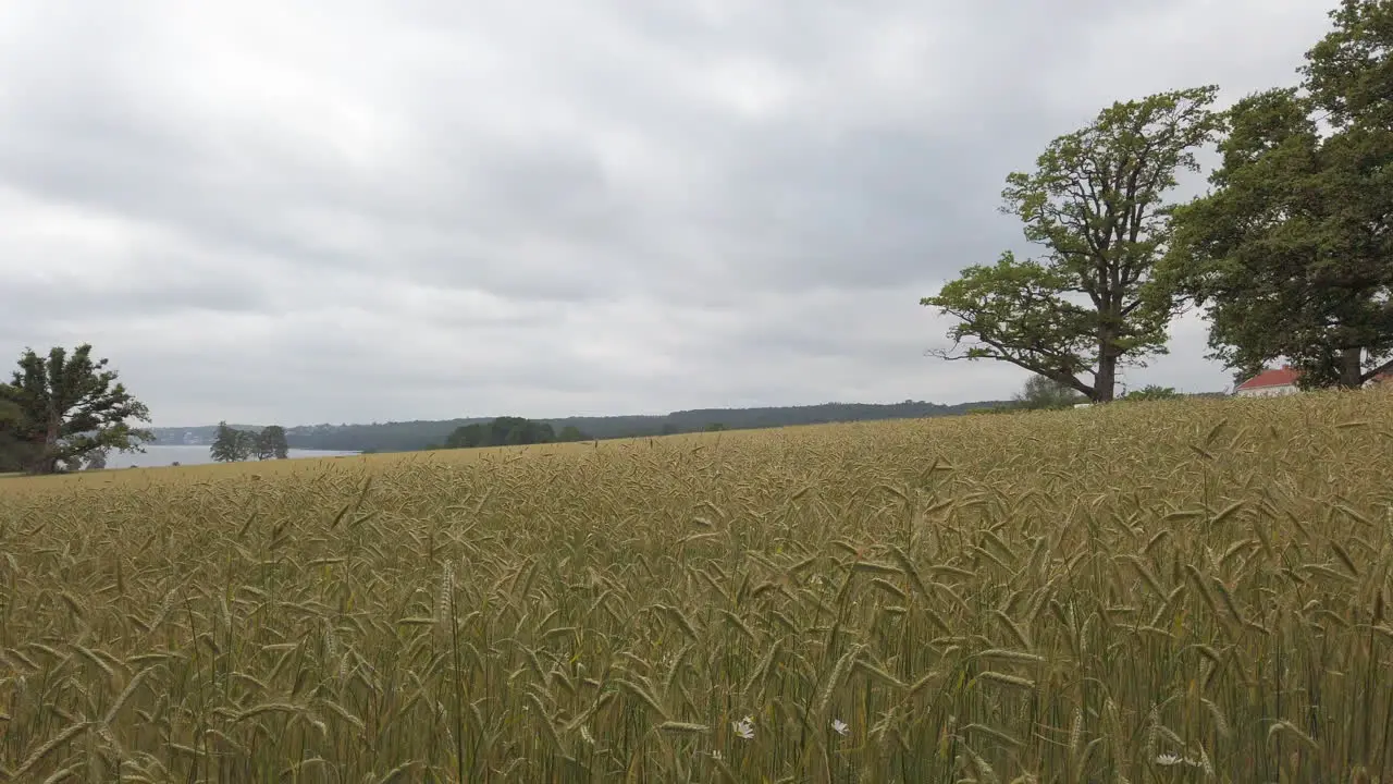 Oats field waving in the wind in Vestfold County Norway