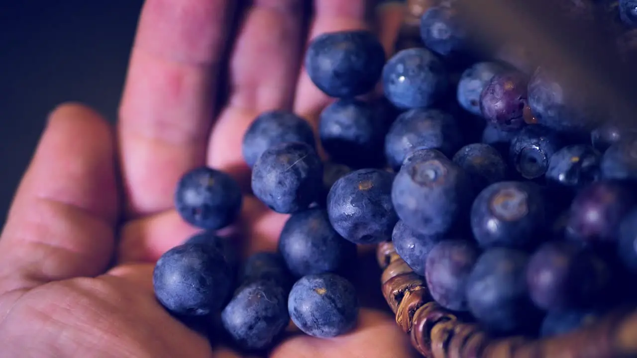 Blueberries fall in the palm of your hand