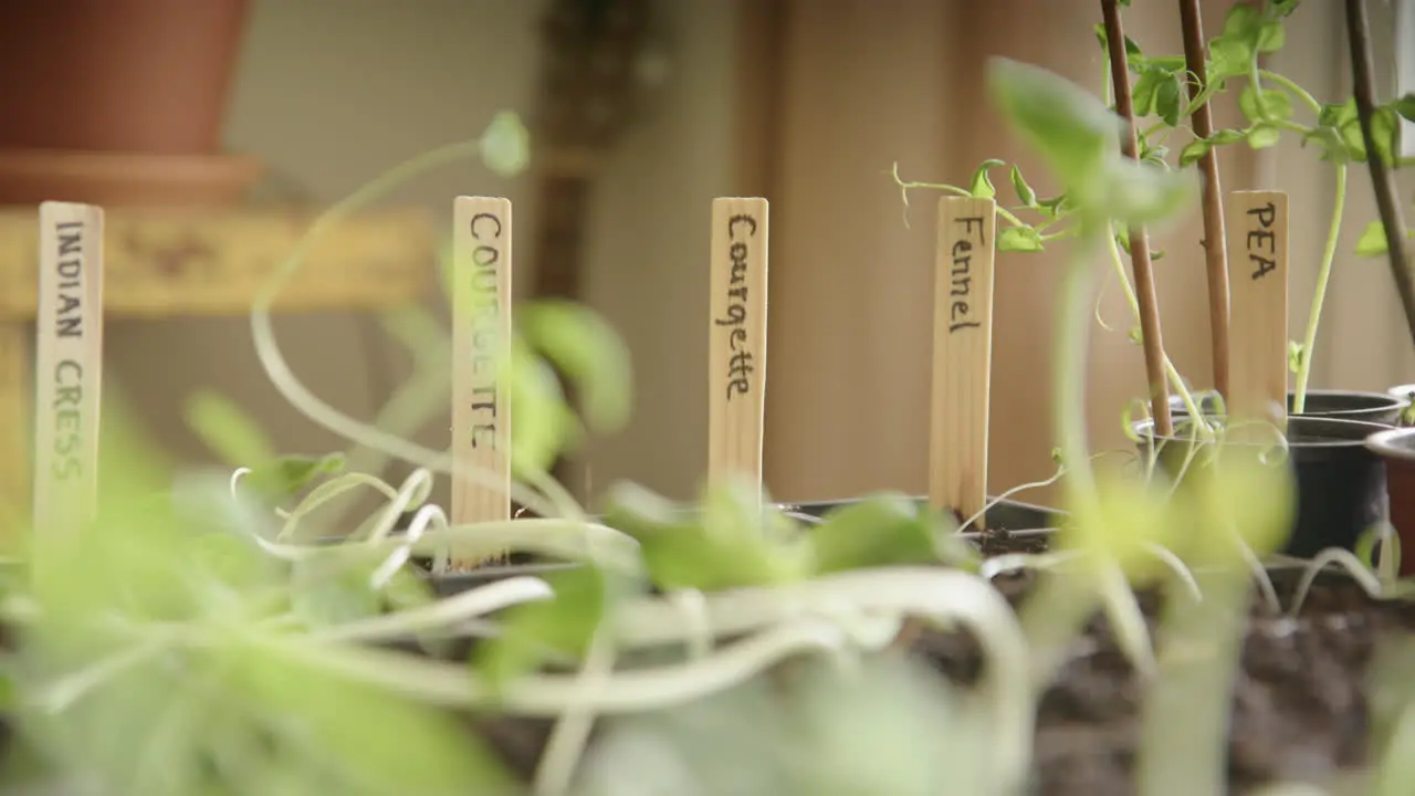 Growing vegetables indoors during lockdown micro greens close up focus pull