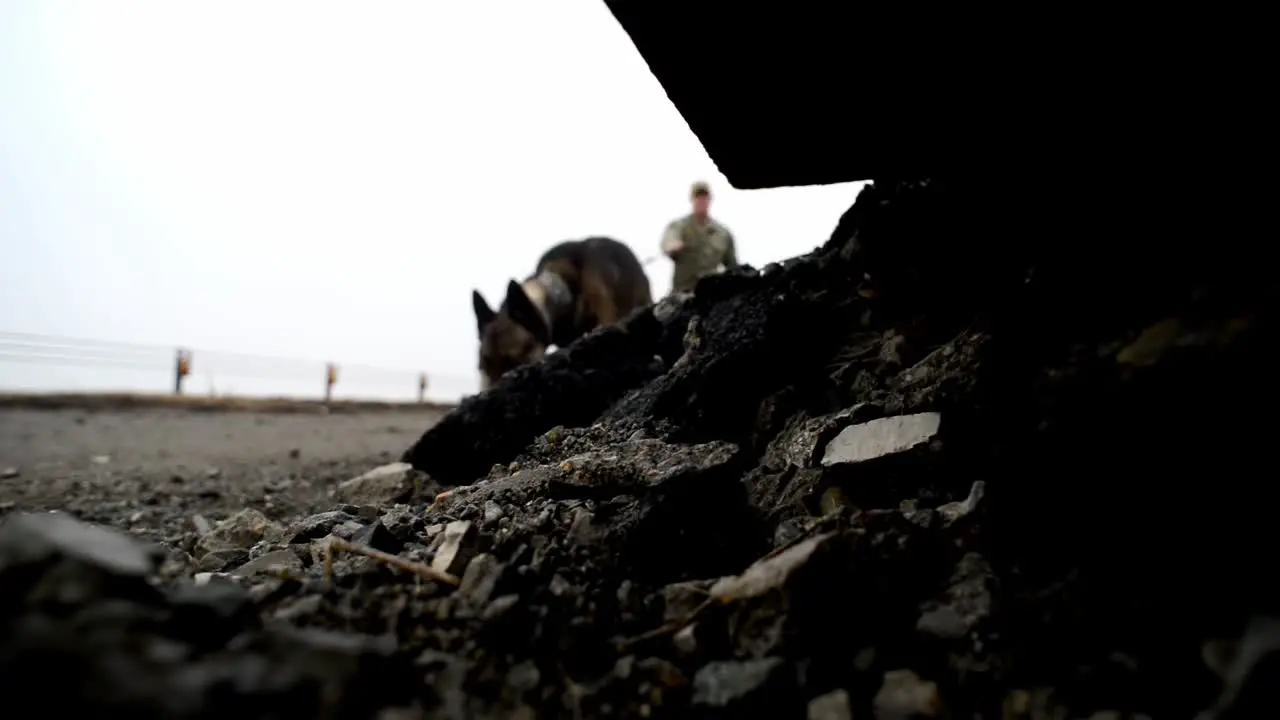 Us Navy Belgian Malinois Military Working Dogs Train For Canine Security Law Enforcement Duty Yokosuka Japan