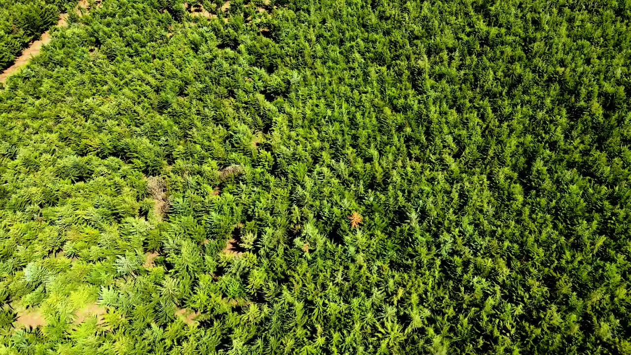 Drone view- Africa Forest- Africa bush fire