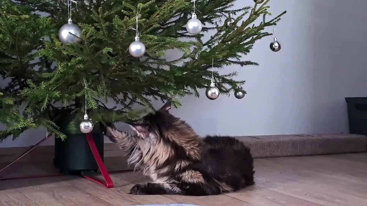 Playful cat rests next to a Christmas tree