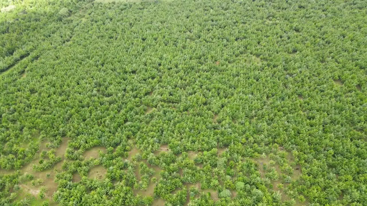 Aerial view of the forest cover in Africa