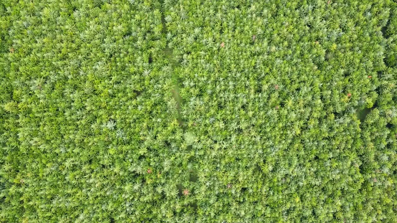 Forest tree patterns- drone view from Loitokitok forest kenya