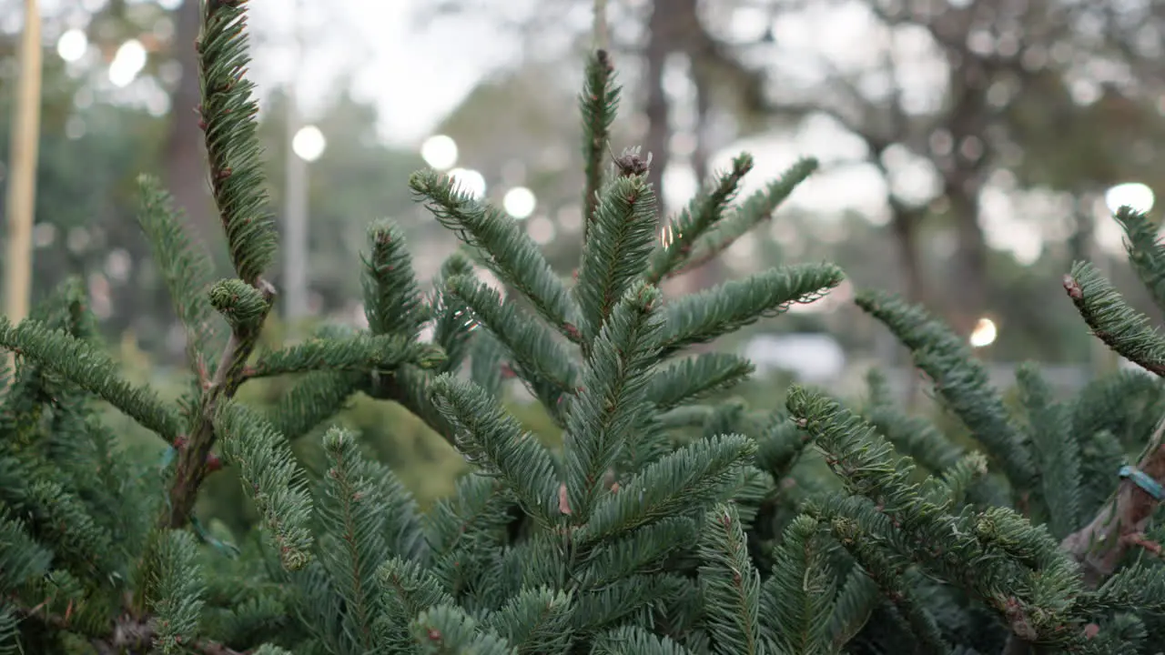 Tracking shot of Christmas trees for sale at Christmas tree farm store