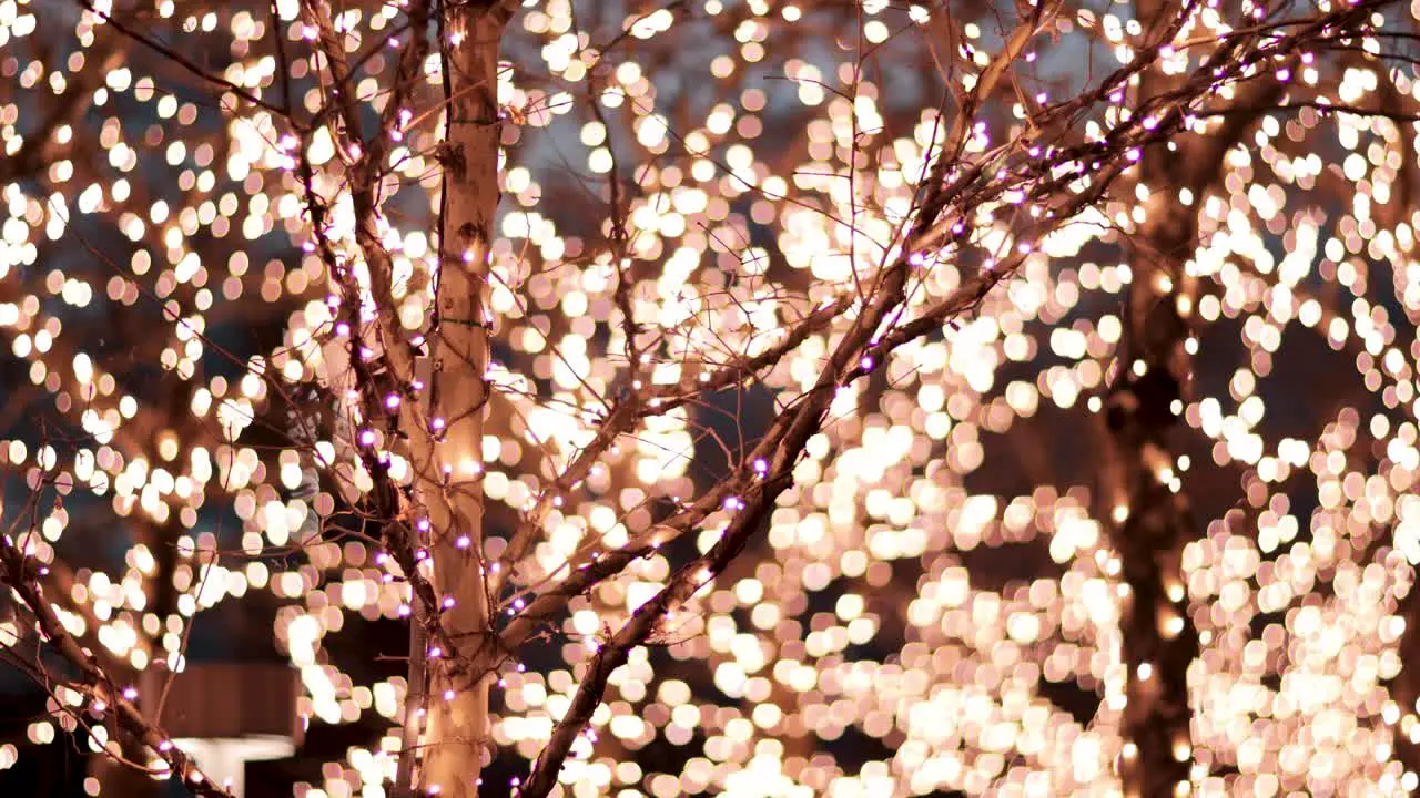 Holiday lights flash and shine behind tree that is also adorn in holiday lights