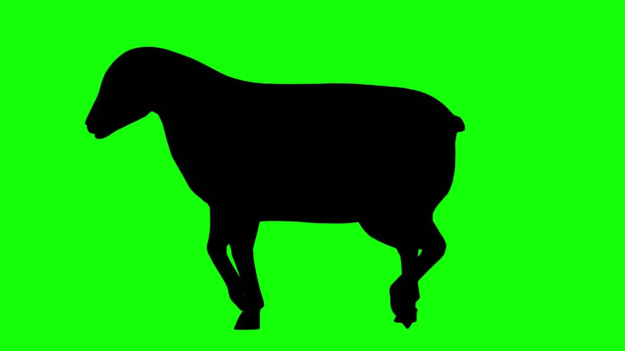 Silhouette of a sheep walking on green screen side view