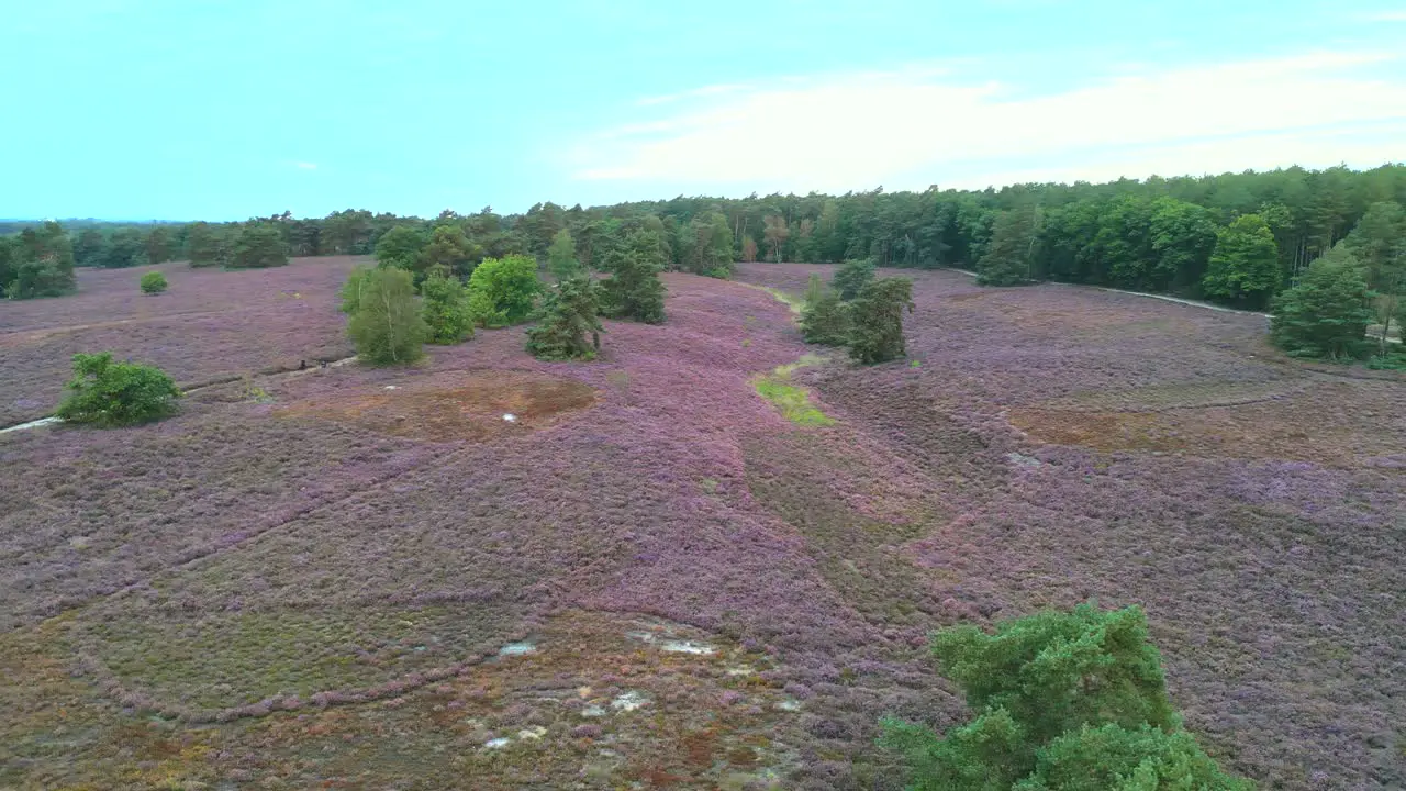 Arial drone footage of blooming heather in the summer