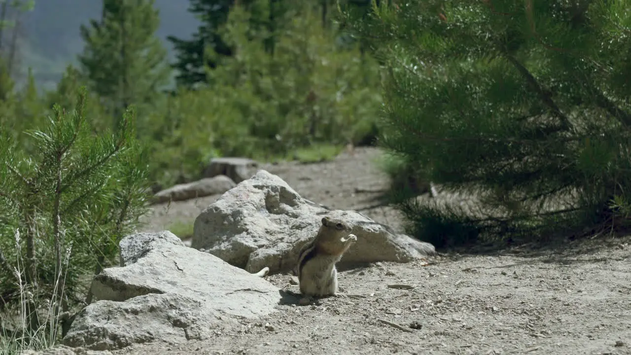 Handheld video of Chipmunk eating in its natural habitat