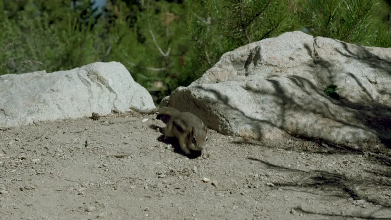 Chipmunk eating in the mountains