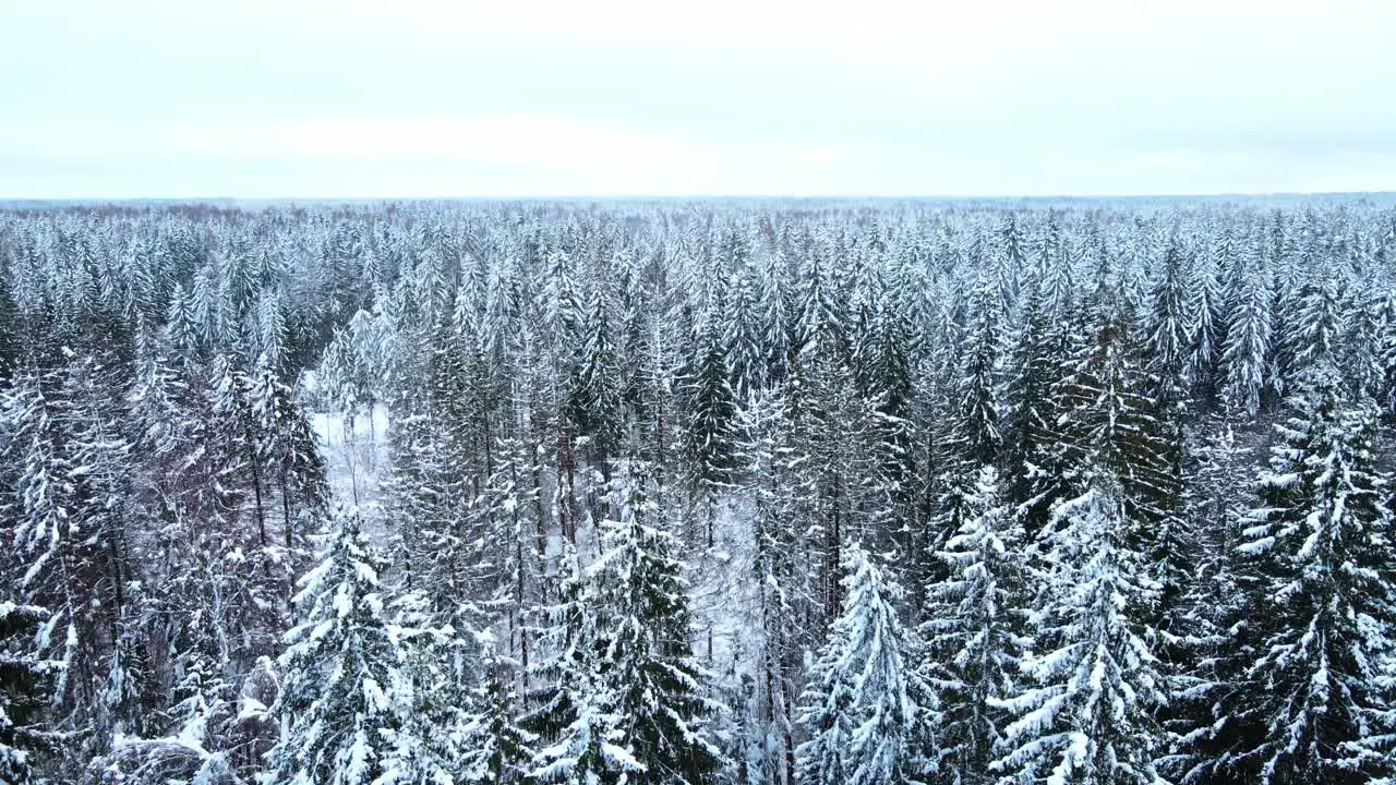 Winter Forest drone Estonia flying up