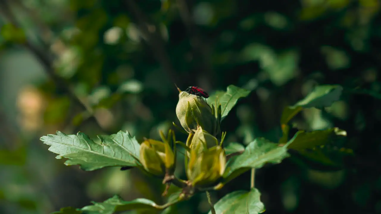 Firebug climbing across a branch of a bush with flower buds