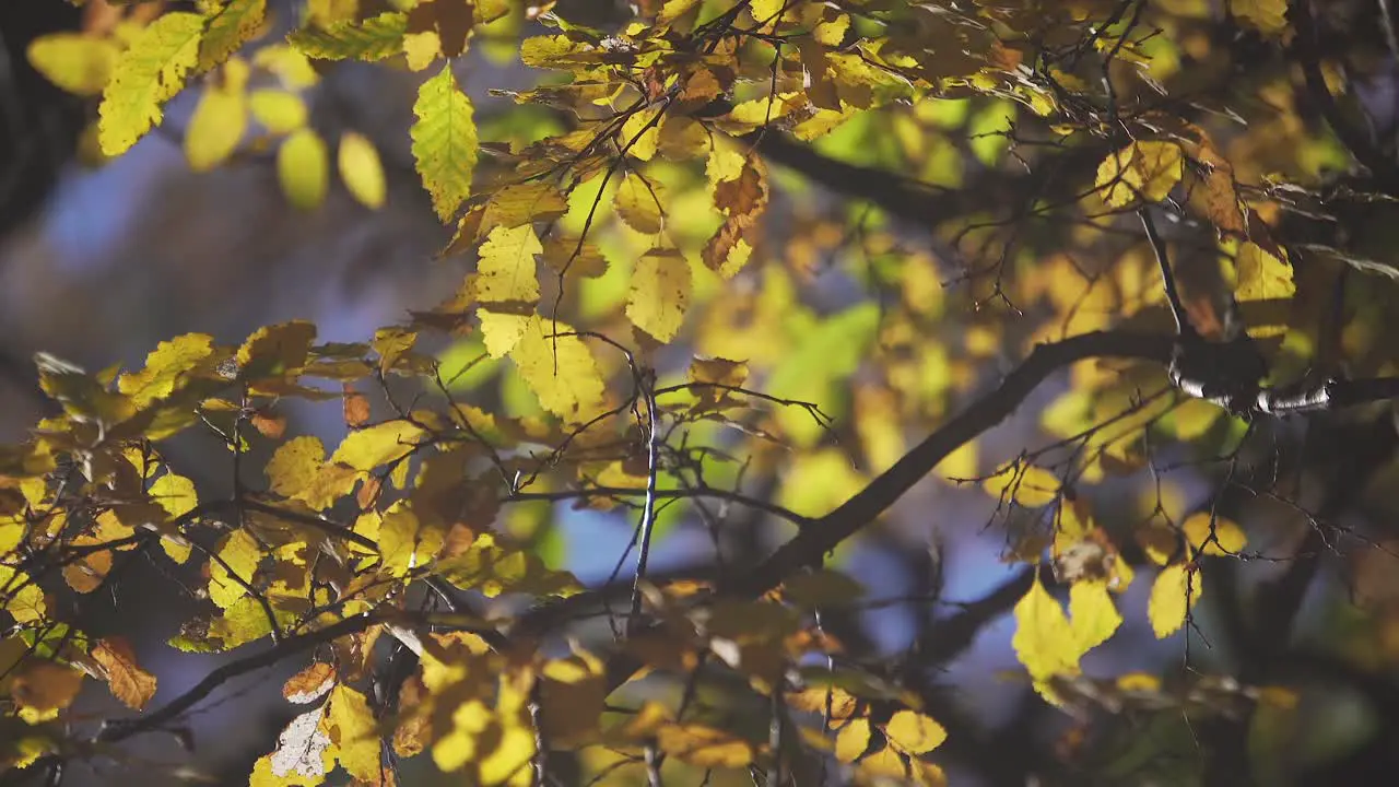 Autumn details
Sony alpha 6400 4k