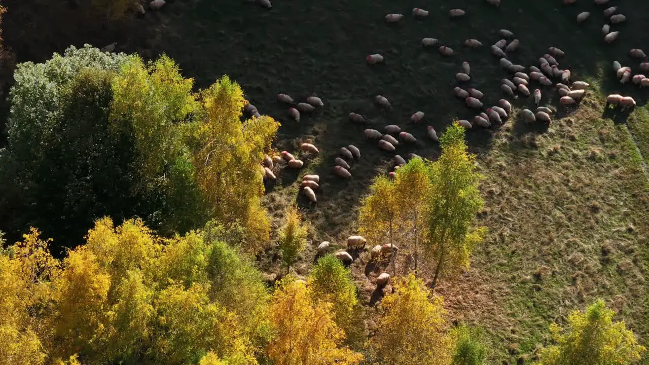 Sheeps in the forrest on a summer day