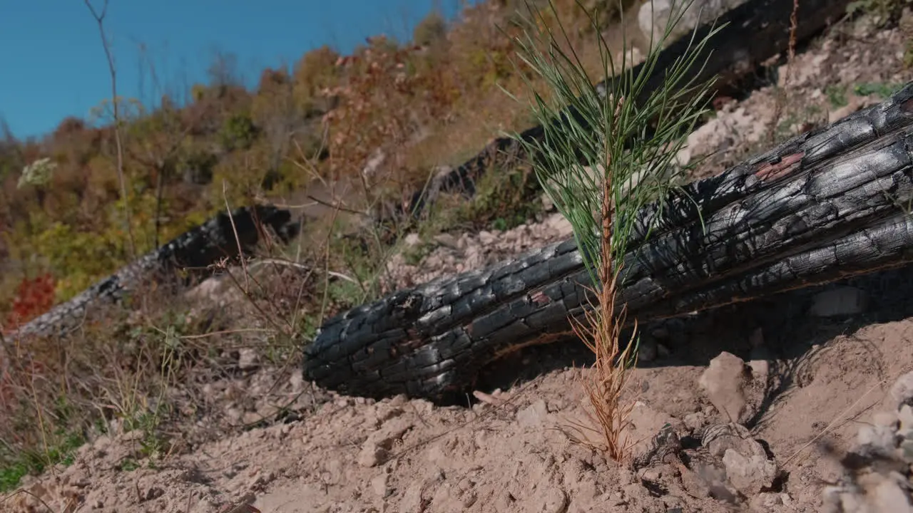 Volunteers carry out afforestation after the fire and plant young pine forest seedlings